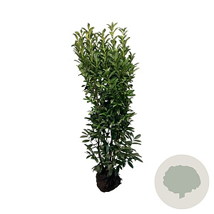 Prunus l. Genolia 175-200 cm met kluit
