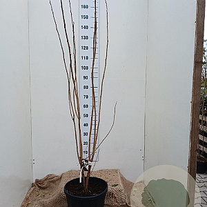 Ptelea trifoliata 125-150 cm 20L najaarspotting