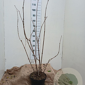 Sambucus nigra 100-125 cm 7,5L solitair