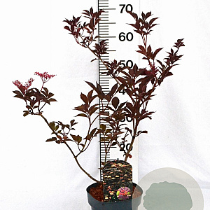 Sambucus nigra 'Thundercloud' 40-60 cm 3,0L