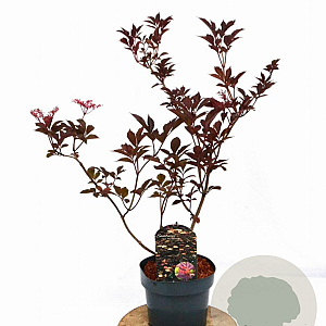 Sambucus nigra 'Thundercloud' 40-60 cm 3,0L