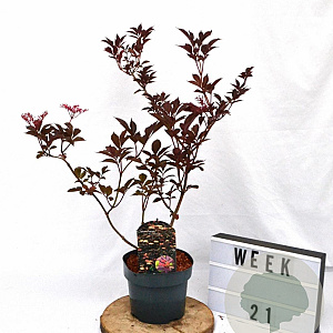 Sambucus nigra 'Thundercloud' 40-60 cm 3,0L