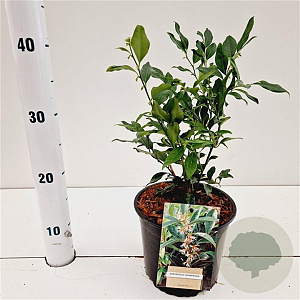 Sarcococca hookeriana 20-25 cm 2,0L