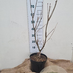 Syringa v. Beauty of Moscow 60-80 cm 7,5L