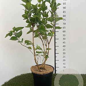 Syringa v. Carpe Diem 60-80 cm 7,5L