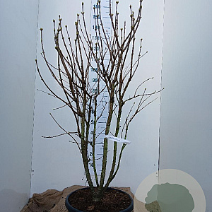 Syringa v. 'Mme Lemoine' 125-150 cm 35L najaarspotting