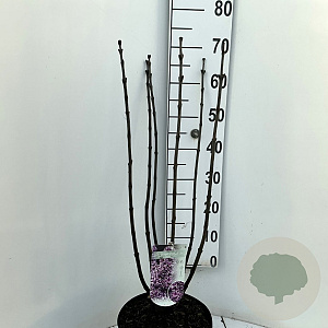 Syringa v. 'Sensation' 60-80 cm 7,5L