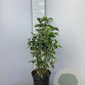 Syringa vulgaris 80-100 cm 7,5L