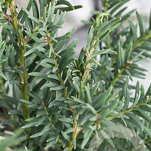 Taxus baccata 125-150 cm met kluit