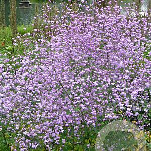 Thalictrum 'Splendide' GM P9
