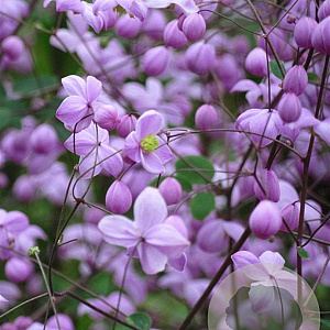 Thalictrum 'Splendide' GM P9