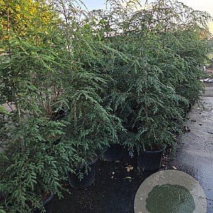 Tsuga canadensis 175-200 cm 35L solitair