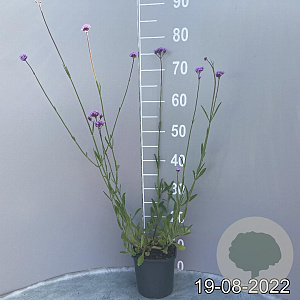Verbena bonariensis GM 2,0L