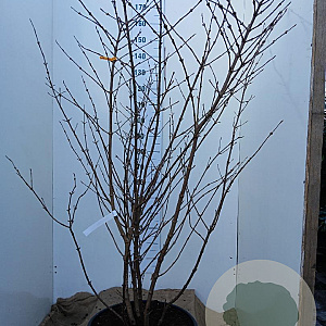 Viburnum plic. 'Grandiflorum' 160-180 cm 45L najaarspotting