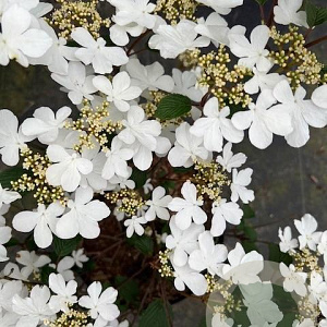 Viburnum plic. 'Watanabe' 30-40 cm 3,0L