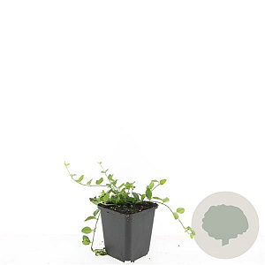 Vinca minor GM P9