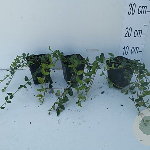 Vinca minor GM P9