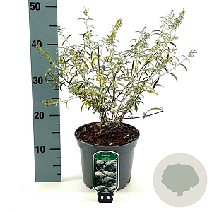Buddleja d. 'Pink Delight' 40-50 cm 3,0L