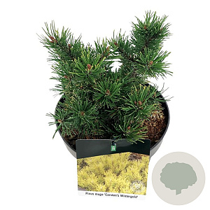 Pinus mugo 'Carsten's Wintergold' 20-25 cm