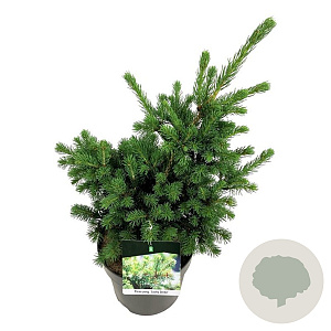 Picea pungens 'Lucky Strike' 40-50 cm 6L