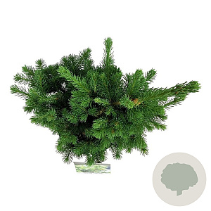 Picea pungens 'Lucky Strike' 40-50 cm 6L