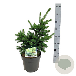 Picea pungens 'Lucky Strike' 40-50 cm 6L