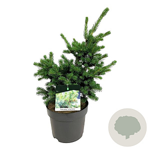 Picea pungens 'Lucky Strike' 40-50 cm 6L
