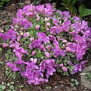 Rhododendron calostrotum keleticum 20-25 cm 2,0L