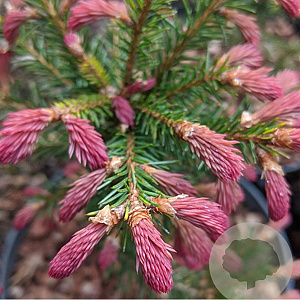 Picea a. 'Rydal' 30-40 cm 7,5L