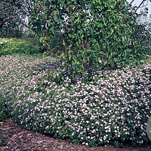 Aster ageratoides 'Asran' GM P9