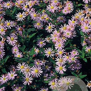Aster ageratoides 'Asran' GM P9