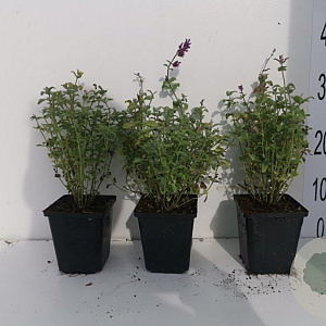 Nepeta racemosa 'Grog' GM P9