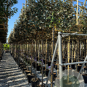 Elaeagnus ebb. 'Compacta' 10-12 HO container 200 cm stam lei 150x120