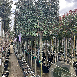 Elaeagnus ebb. 'Compacta' 8-10 HA container leiboom