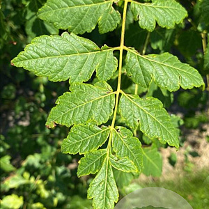 Koelreuteria paniculata 200-250 cm container meerstammig
