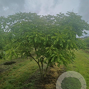Koelreuteria paniculata 250-300 cm container meerstammig opgekroond