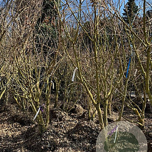 Koelreuteria paniculata 250-300 cm container meerstammig opgekroond
