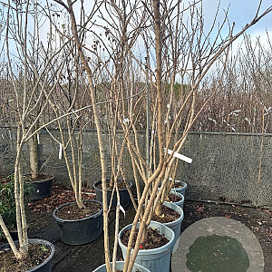 Koelreuteria paniculata 250-300 cm container meerstammig opgekroond