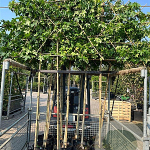 Liquidambar styraciflua 10-12 HO container 180 cm stam LEIVORM