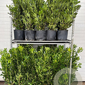 Pittosporum tobira 60-80 cm 9L