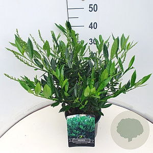 Prunus l. 'Otto Luyken' 40-50 cm 3,0L