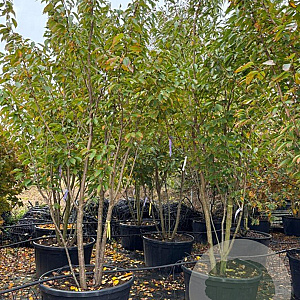Prunus ser. 'Kanzan' 300-350 cm container meerstammig karakter