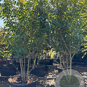 Prunus ser. 'Kanzan' 300-350 cm container meerstammig karakter