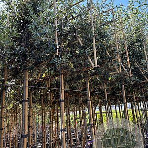 Quercus ilex 8-10 HO container lei 120x120 200 cm stam