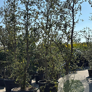 Quercus suber 200-250 cm cont. 110L meerstammig