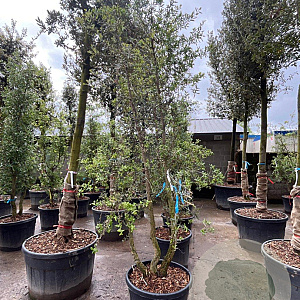 Quercus suber 250-300 cm container meerstammig opgekroond