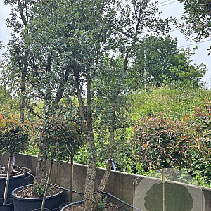 Quercus suber 300-350 cm container meerstammig solitair