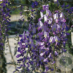 Wisteria flor. 'Domino' 500-550 cm container Gestokt