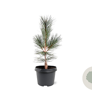 Pinus flex. 'Vanderwolf's Pyramid' 30-40 cm 3,0L