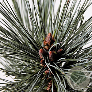 Pinus flex. 'Vanderwolf's Pyramid' 30-40 cm 3,0L